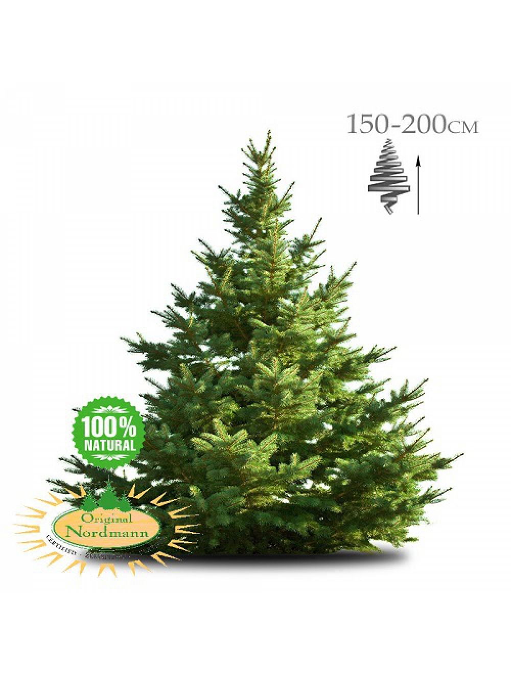 Geïmpregneerde Nordmann kerstboom 150-200 cm | Brandblussershop Brandblussershop