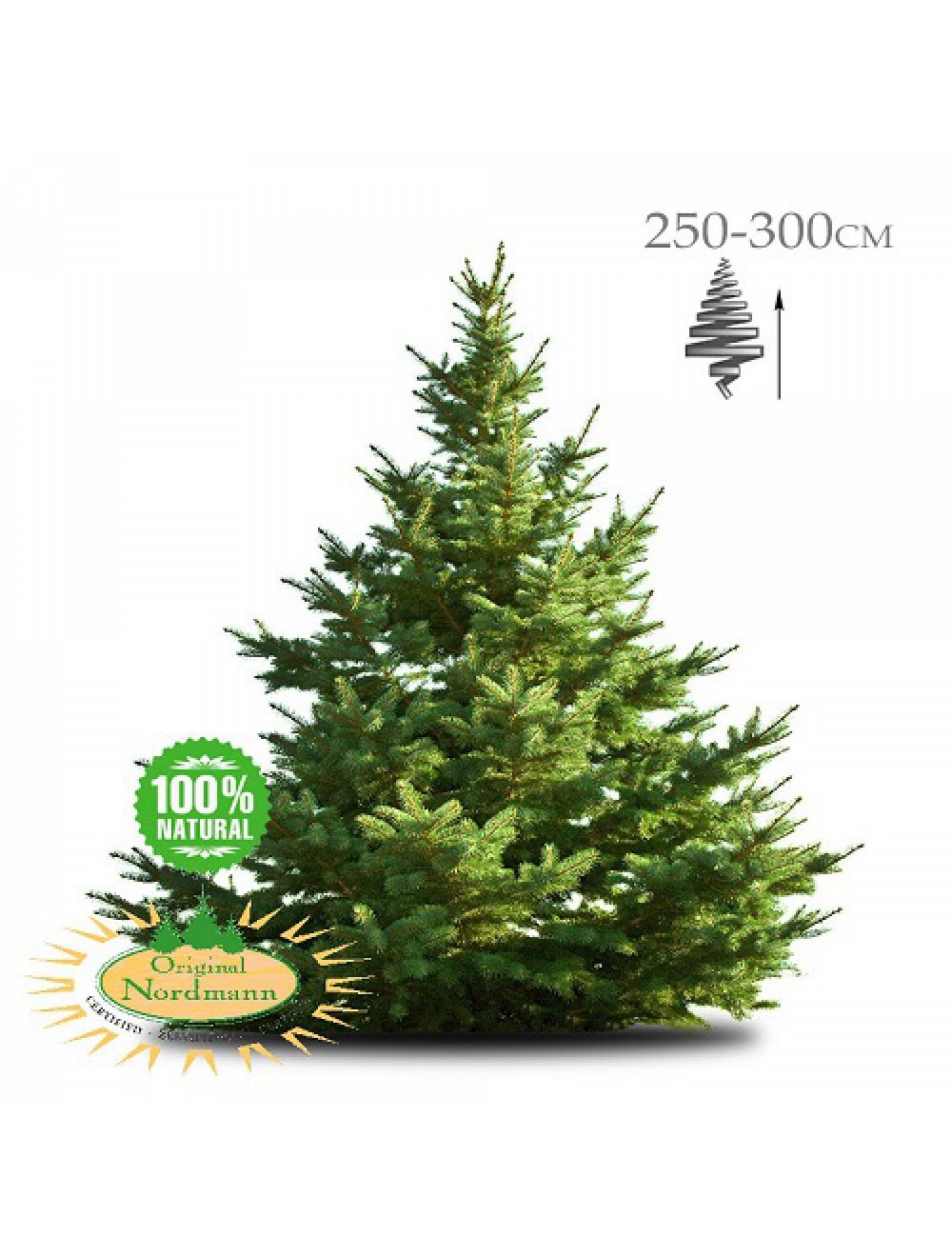 Gom Uitdrukkelijk doneren Geïmpregneerde Nordmann kerstboom 250-300 cm | Brandblussershop |  Brandblussershop